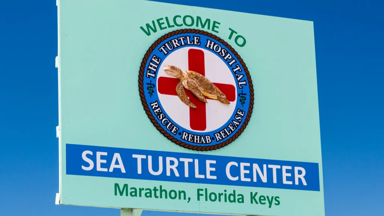 Turtle hospital sign and logo, Florida USA